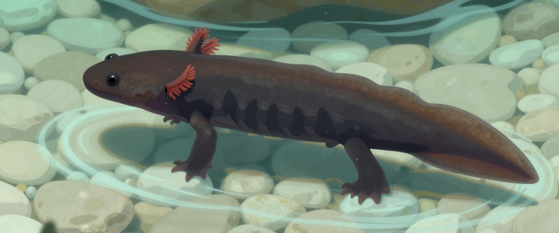 Proteus anguinus parkelj (Crni moceril)