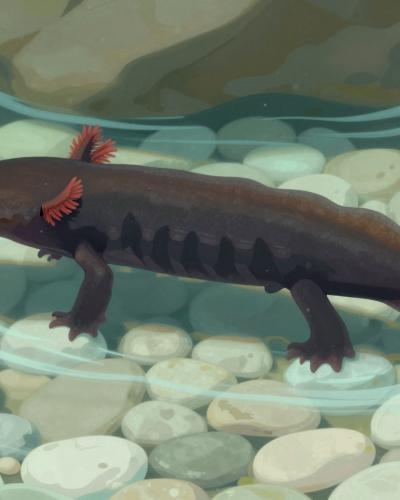 AI-generated illustration of the black olm (Proteus anguinus parkelj), the dark cave salamander with red gills endemic to springs near Črnomelj