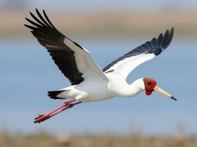 AI-generated illustration of Stork Flight