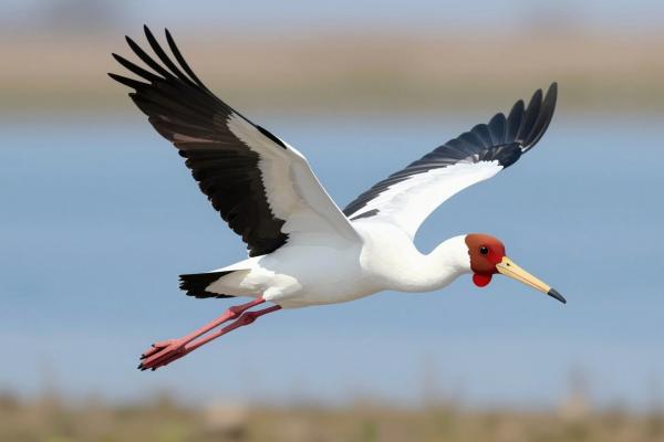 Stork Flight