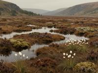 Swamps and Marshes of Pokljuka