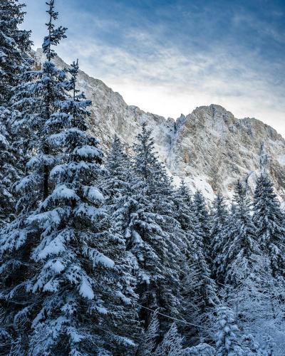 Breathtaking winter scene in Planica's snowy forest with majestic mountains.