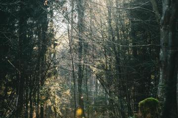 Explore the tranquil beauty of a sun-dappled forest path in Suhadole, Slovenia, revealing nature's serene side.
