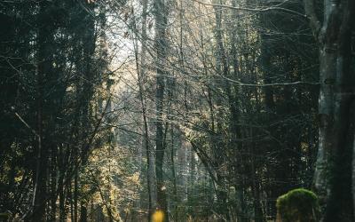 Explore the tranquil beauty of a sun-dappled forest path in Suhadole, Slovenia, revealing nature's serene side.