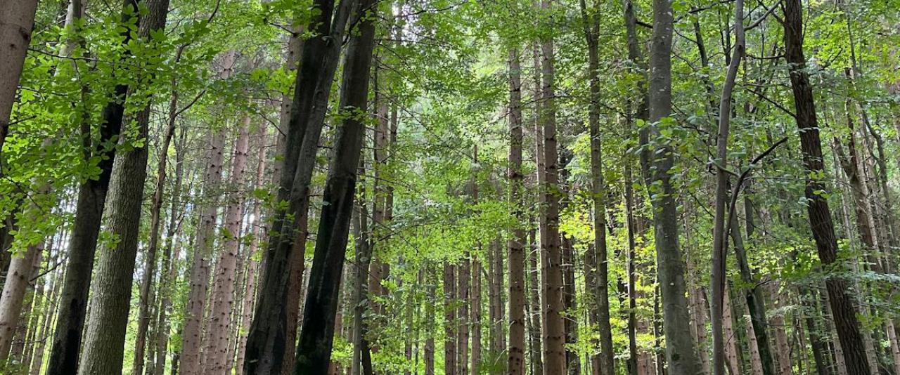 Pathway through a lush green forest in Slovenia, ideal for nature walks.