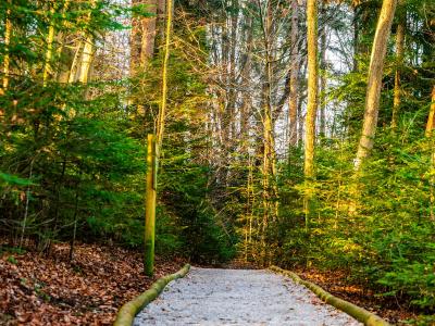 A tranquil forest path in Celje, Slovenia, perfect for hiking and nature walks.