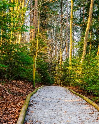 A tranquil forest path in Celje, Slovenia, perfect for hiking and nature walks.