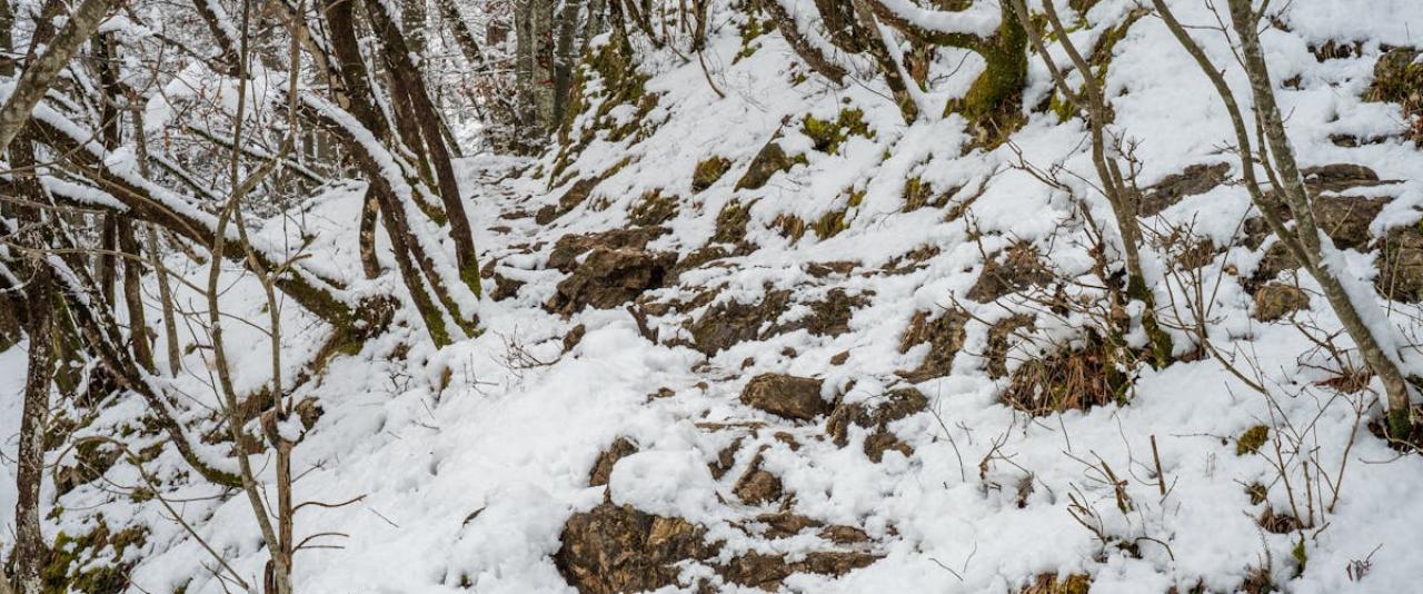 A serene snowy hiking trail in Bled, Slovenia, capturing the beauty of a winter woodland.