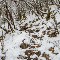 A serene snowy hiking trail in Bled, Slovenia, capturing the beauty of a winter woodland.
