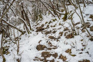 A serene snowy hiking trail in Bled, Slovenia, capturing the beauty of a winter woodland.