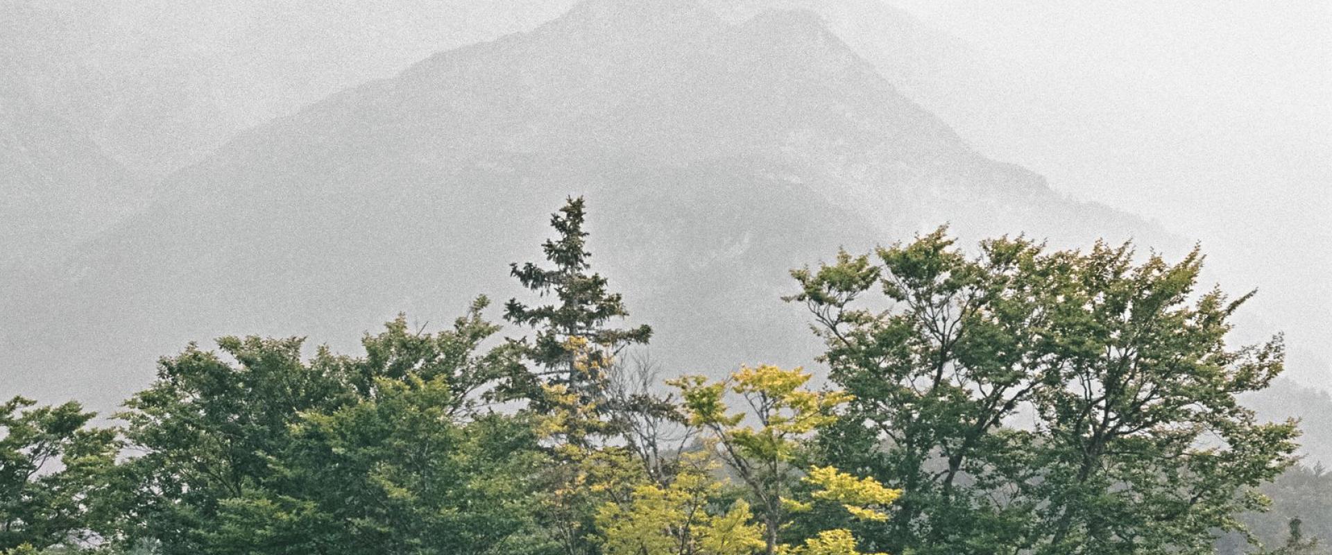Explore the misty forest and serene mountains in Radovljica, Slovenia.