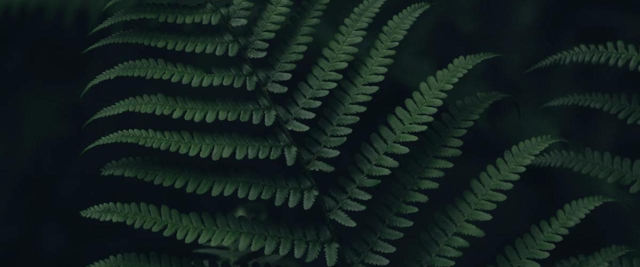 Close-up of lush green fern leaves capturing the tranquil essence of Slovenia's Logarska Dolina forest.