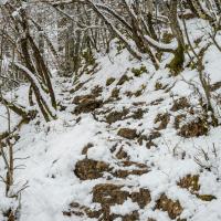 A serene snowy hiking trail in Bled, Slovenia, capturing the beauty of a winter woodland.