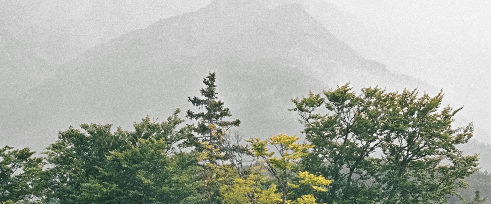 Explore the misty forest and serene mountains in Radovljica, Slovenia.