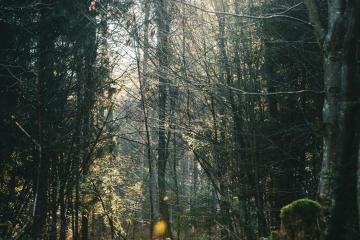 Explore the tranquil beauty of a sun-dappled forest path in Suhadole, Slovenia, revealing nature's serene side.