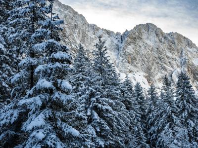 Breathtaking winter scene in Planica's snowy forest with majestic mountains.