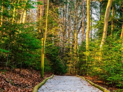 A tranquil forest path in Celje, Slovenia, perfect for hiking and nature walks.