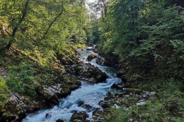 Bohinjska Bela