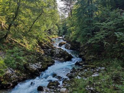 Bohinjska Bela