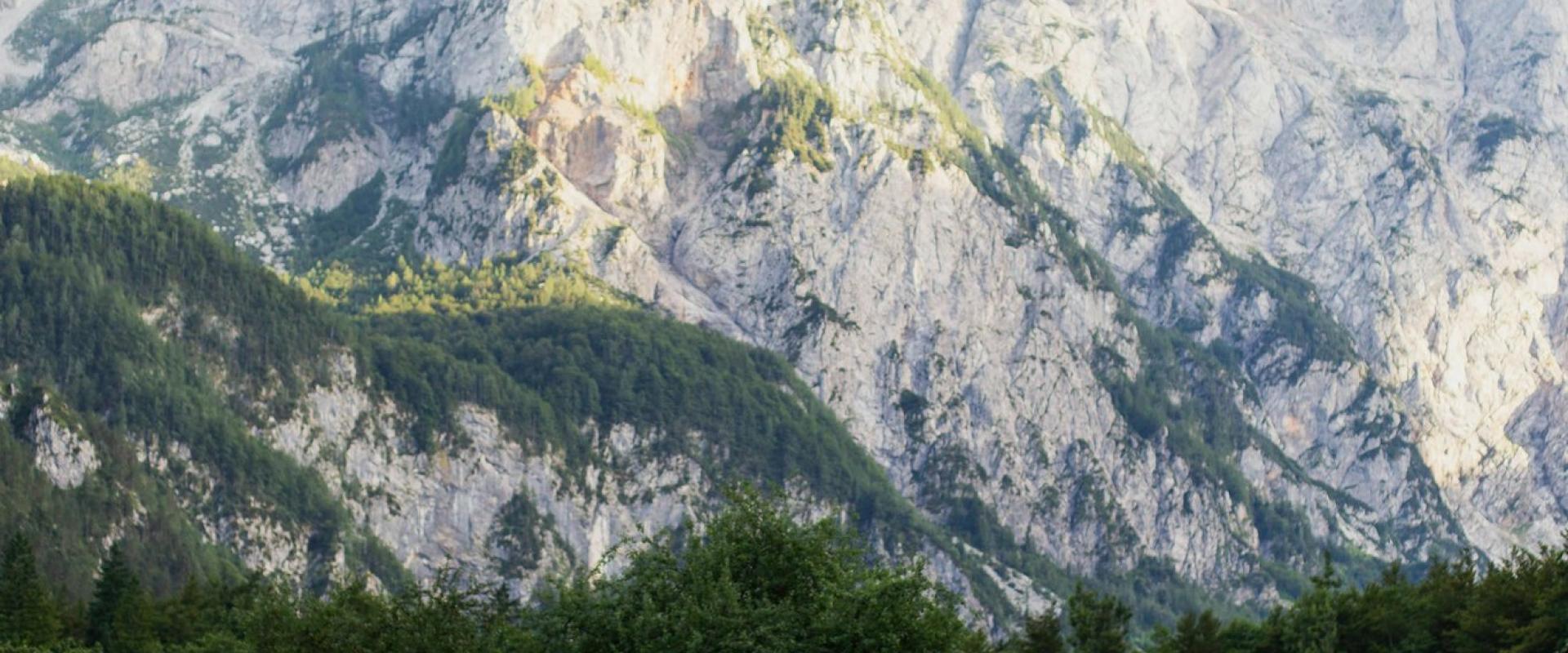 Springtime Wildflower Walks in Slovenia