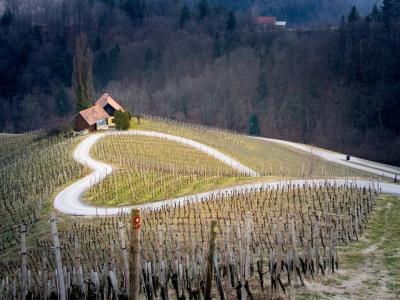 Slovenian Wine Routes