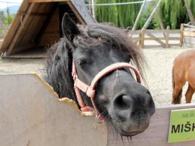 Slovenske Konjice (Mini Zoo Land) - horse Miško