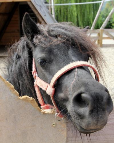 Slovenske Konjice (Mini Zoo Land) - horse Miško