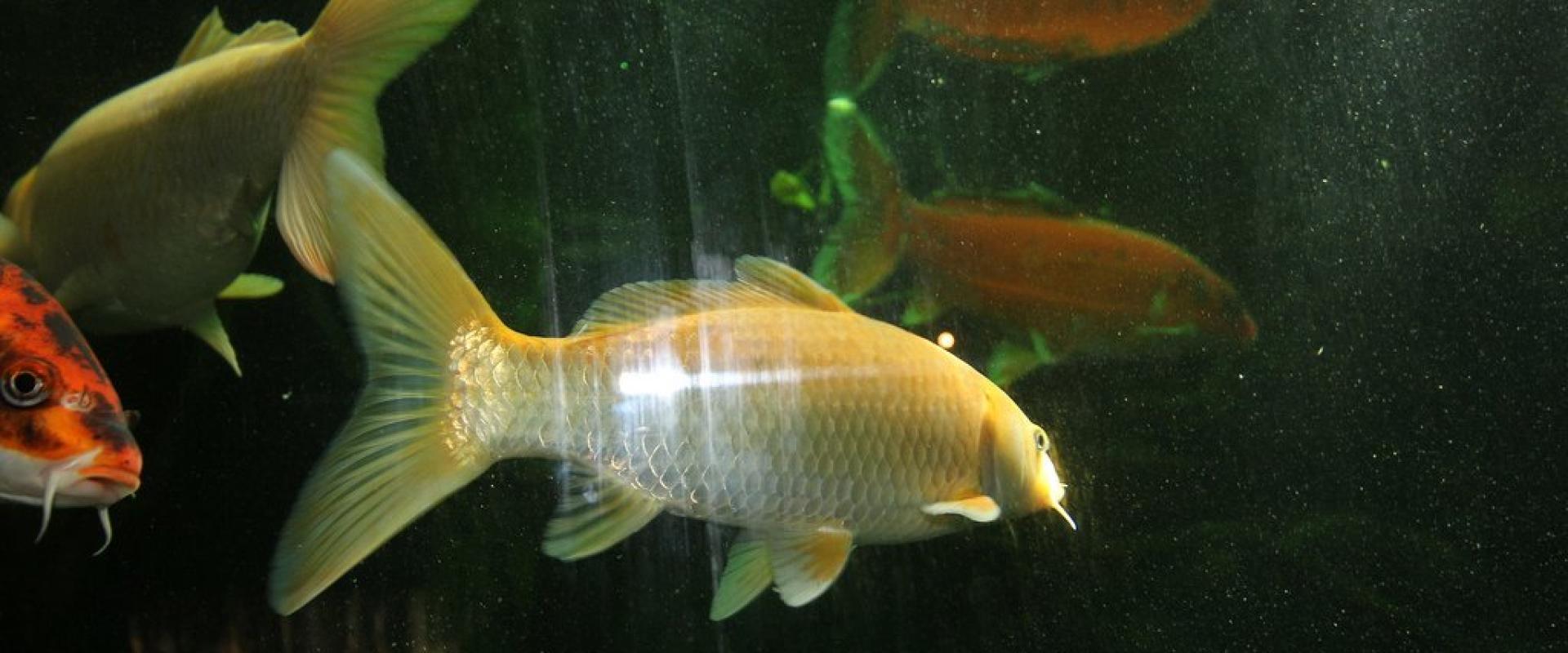 Mini Zoo Land, Slovenske Konjice - fish