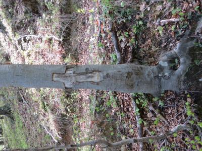 Selo pri Pancah Slovenia - Vodice mass graves tree 2