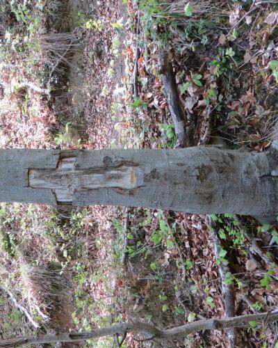 Selo pri Pancah Slovenia - Vodice mass graves tree 2