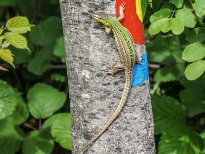 Eidechse im Naturpark Strunjan, Slowenien