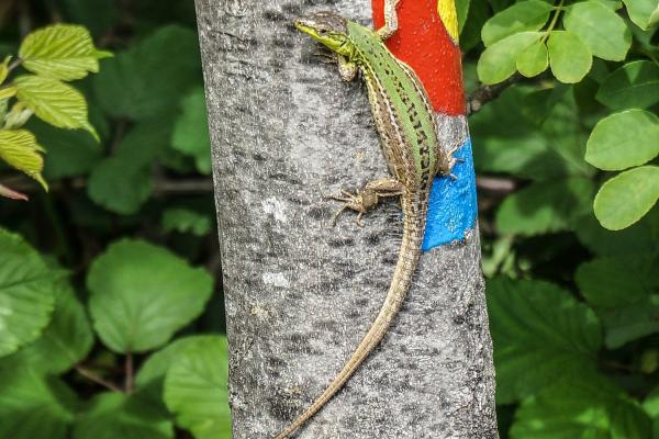 Strunjan Nature Park