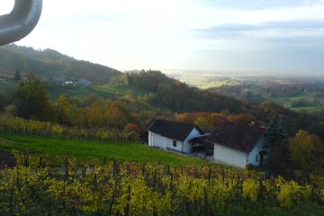 Pastoral Slovenia View vineyards