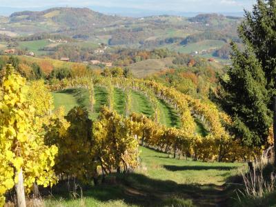 The wine ranks on the hills of Kozjak, Pohorje (Slovenia)