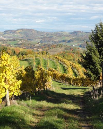 The wine ranks on the hills of Kozjak, Pohorje (Slovenia)