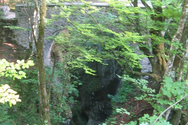 Grumble bear trail