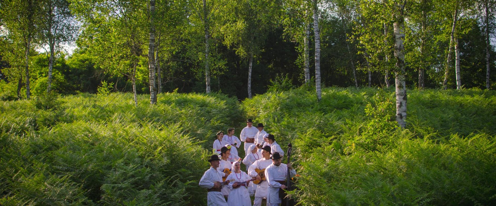 Under the birch trees, Bela krajina, Slovenia