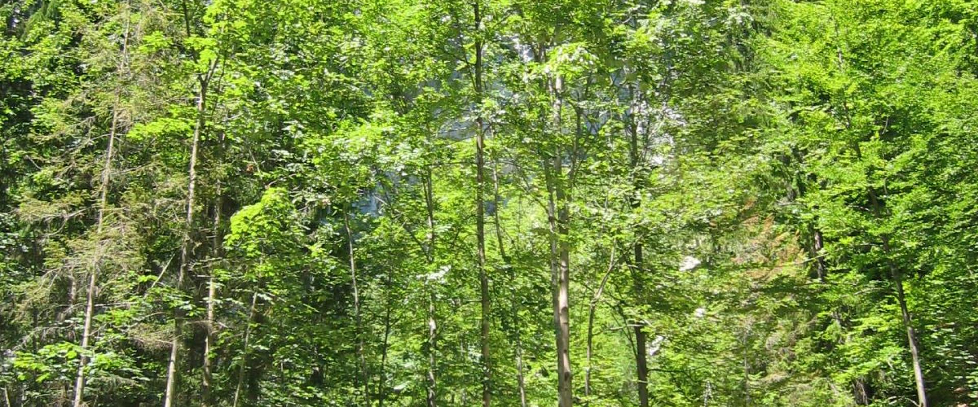 Koščevo path