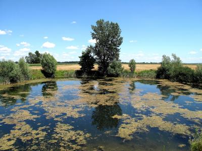 A reed-fringed pond near Melinci in Prekmurje
