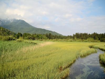A landscape photograph showing a winding stream flowing through a grassy wetland meadow with a forested mountain slope in the background under a cloudy sky.