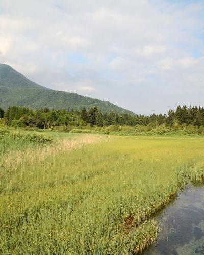 A landscape photograph showing a winding stream flowing through a grassy wetland meadow with a forested mountain slope in the background under a cloudy sky.