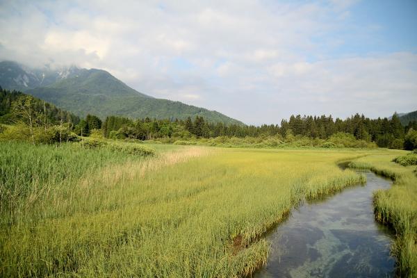 Zelenci