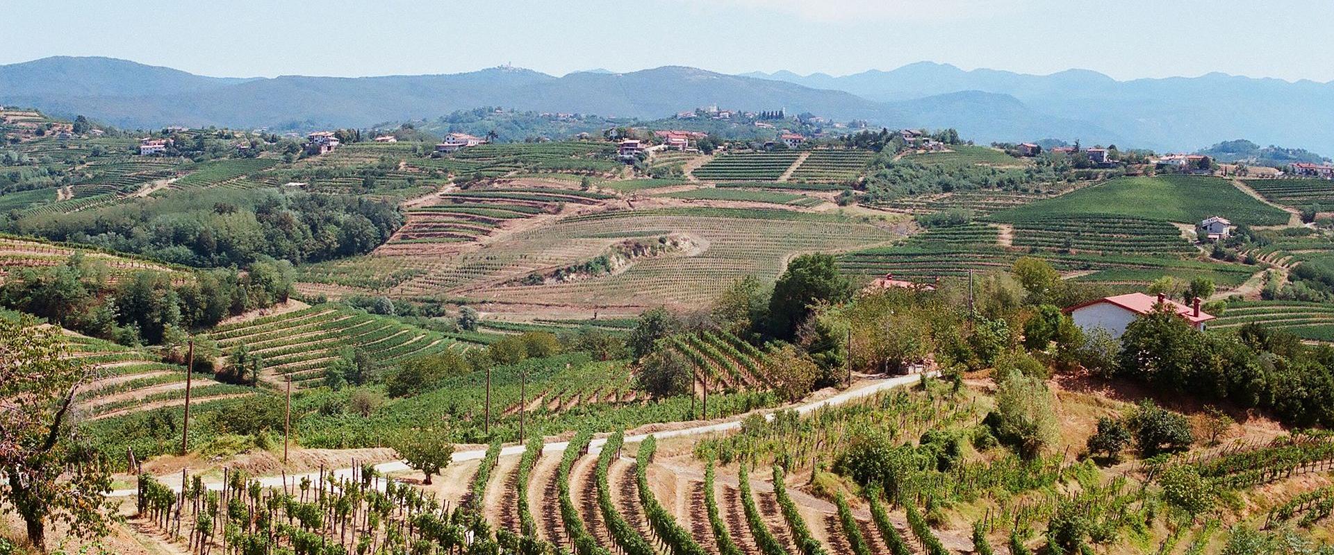 Vineyard hills of Goriška Brda