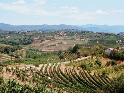 Vineyard hills of Goriška Brda
