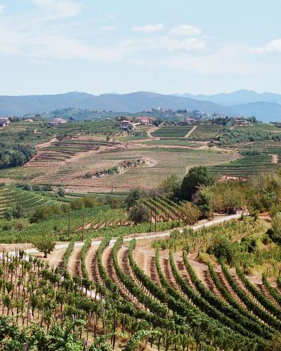 Vineyard hills of Goriška Brda