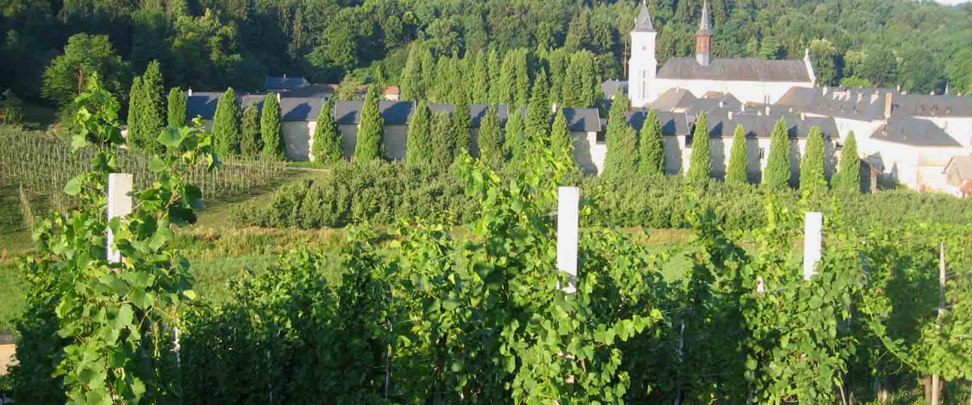 The Pleterje Carthusian monastery among its vineyards