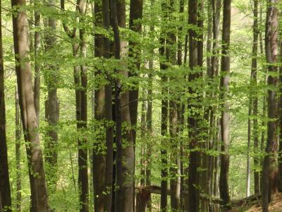 A tall beech forest in summer