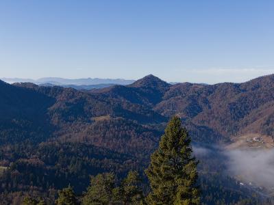 A panoramic landscape view of rolling, forested hills and mountains under a clear blue sky, with a prominent evergreen tree in the foreground and a layer of mist or low clouds in the valley to the right.