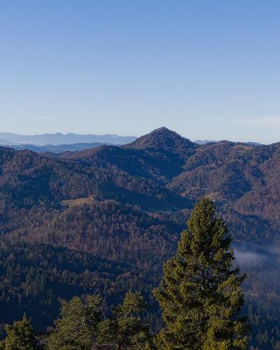 A panoramic landscape view of rolling, forested hills and mountains under a clear blue sky, with a prominent evergreen tree in the foreground and a layer of mist or low clouds in the valley to the right.