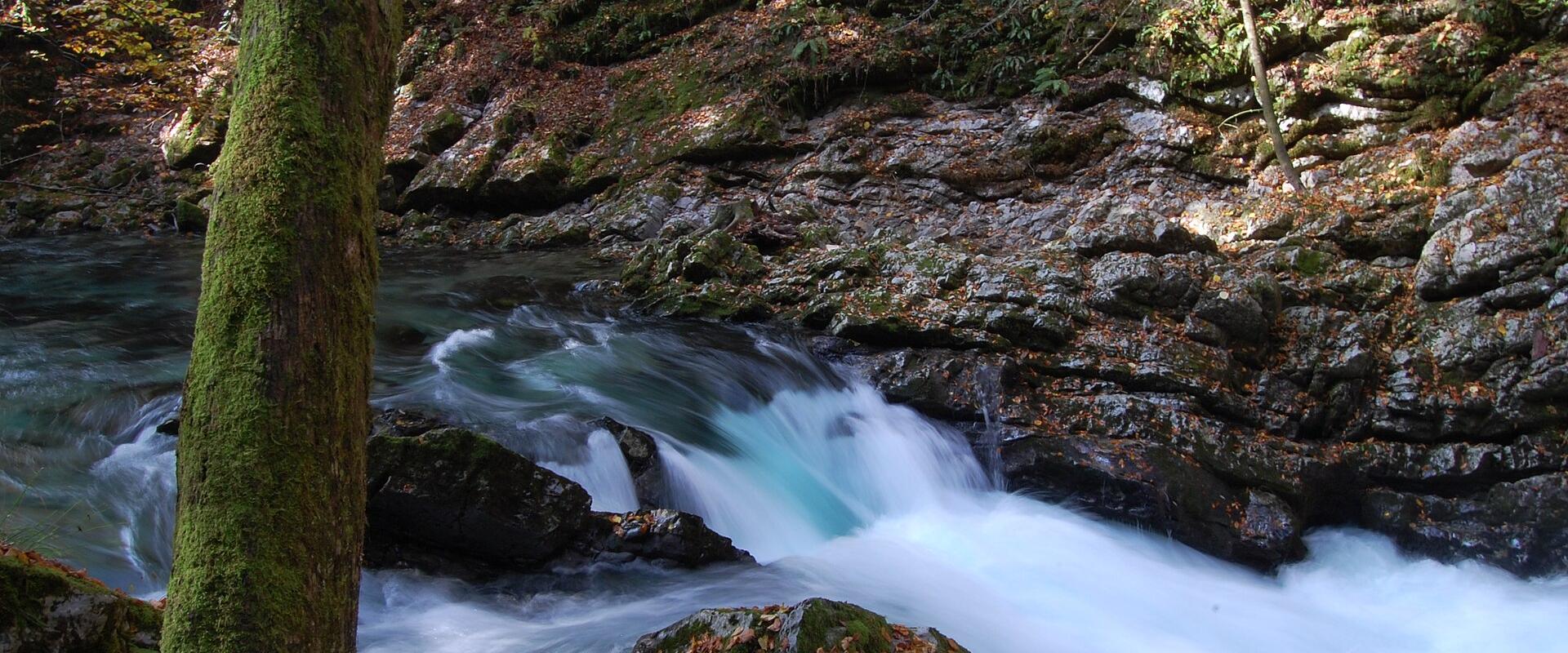 The turquoise Radovna river running through the mossy rock walls of Vintgar Gorge near Bled.